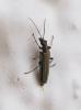 Oedemera sp.